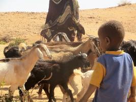 Checking the Goats